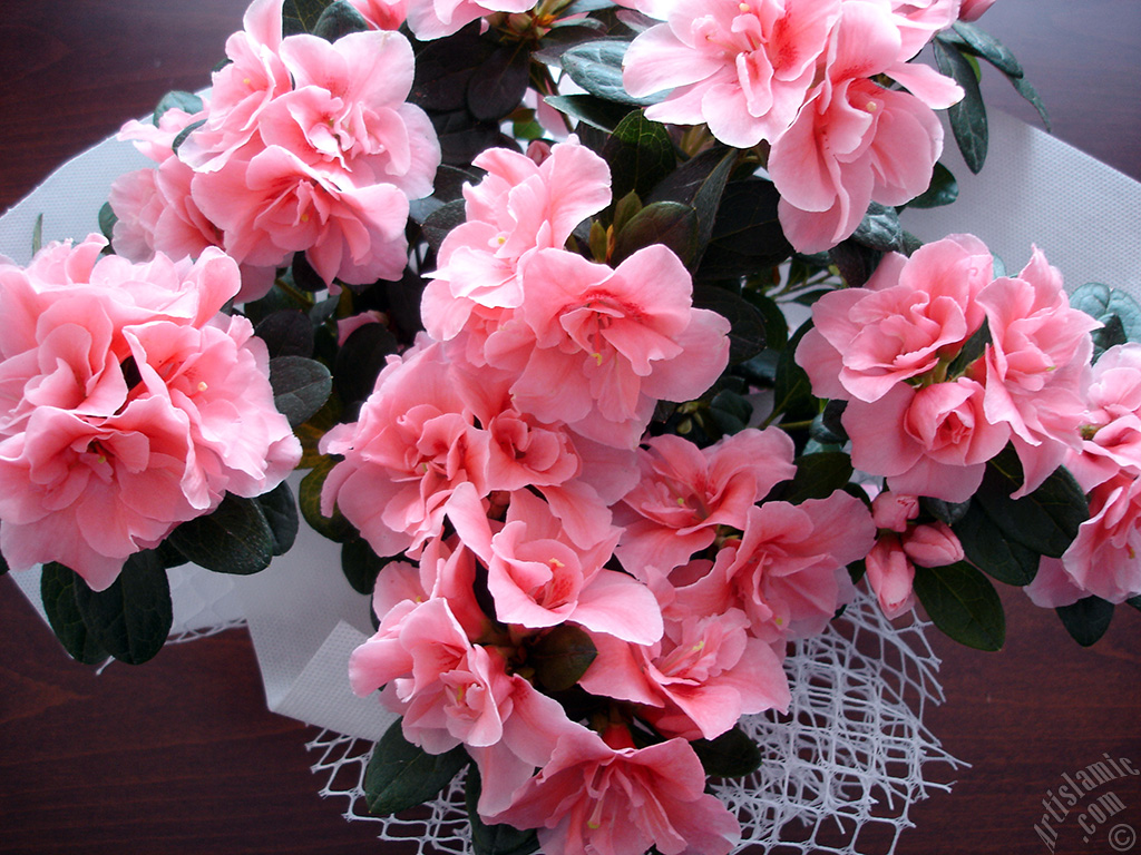 Pink color Azalea -Rhododendron- flower.
