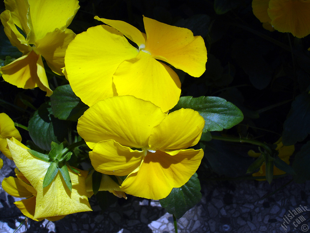 Yellow color Viola Tricolor -Heartsease, Pansy, Multicoloured Violet, Johnny Jump Up- flower.
