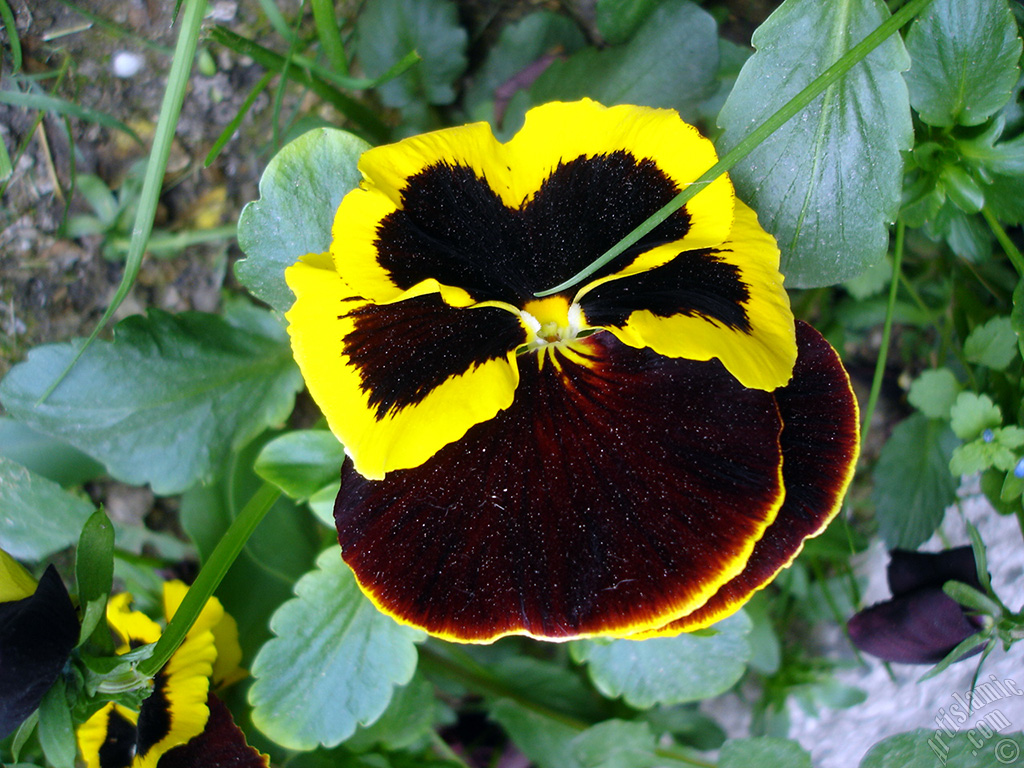 Brown color Viola Tricolor -Heartsease, Pansy, Multicoloured Violet, Johnny Jump Up- flower.
