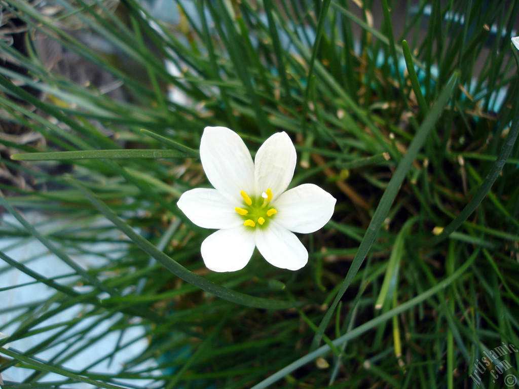 White color flower similar to lily.
