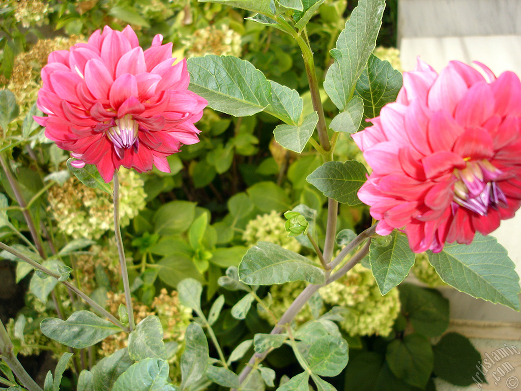 Dahlia flower.
