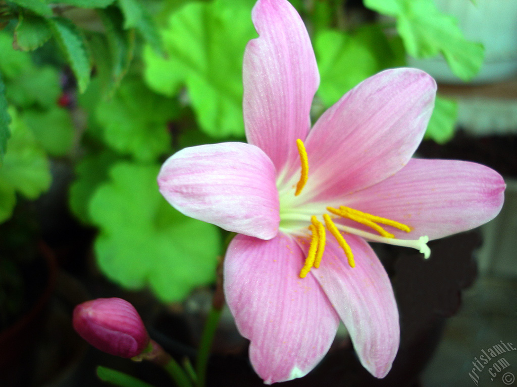 Pink color flower similar to lily.
