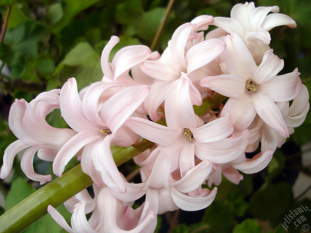 Pink color Hyacinth flower.
