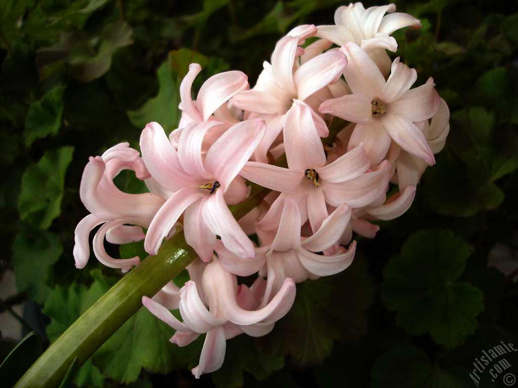 Pink color Hyacinth flower.
