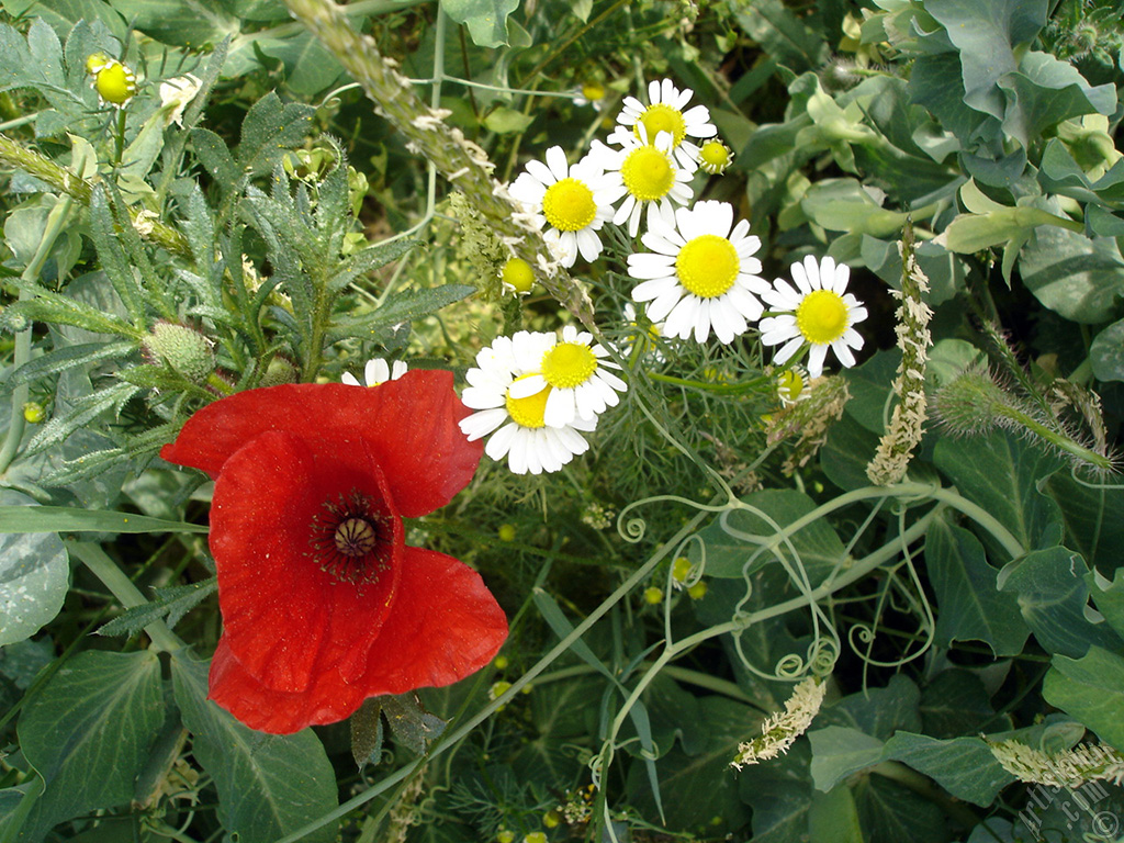 Red poppy flower.
