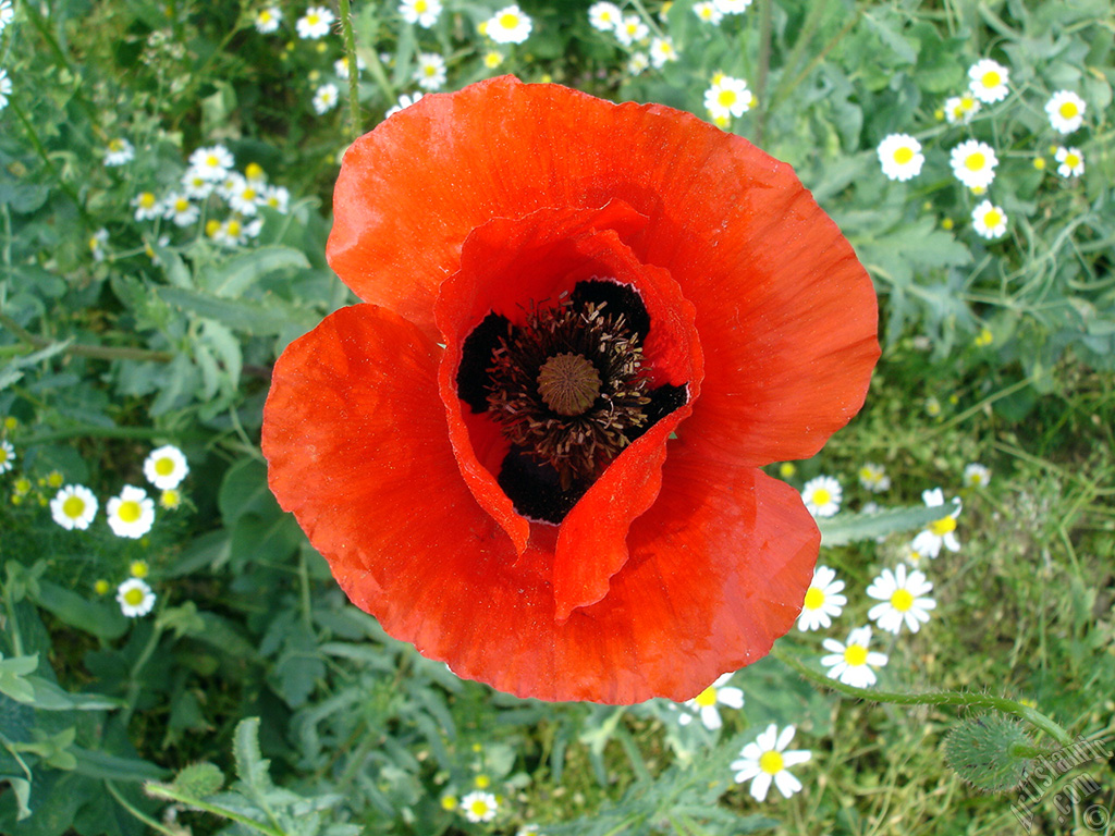 Red poppy flower.
