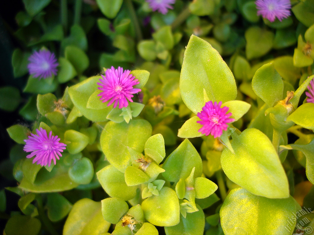 Heartleaf Iceplant -Baby Sun Rose, Rock rose- with pink flowers.
