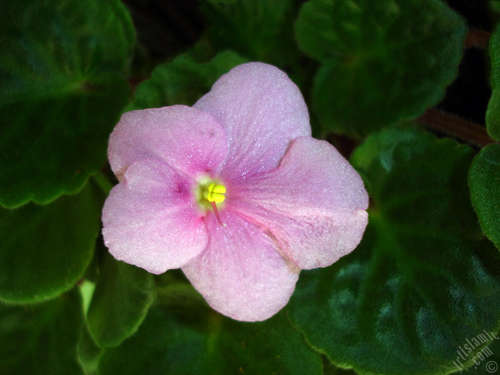 Pink color African violet.
