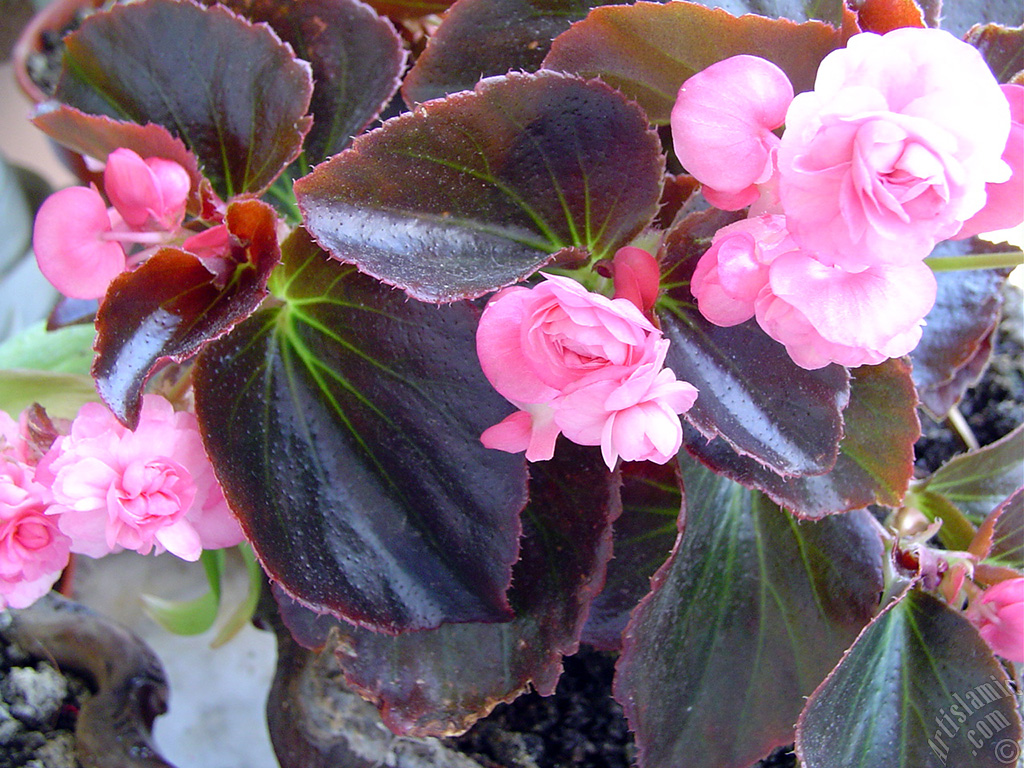 Wax Begonia -Bedding Begonia- with pink flowers and brown leaves.
