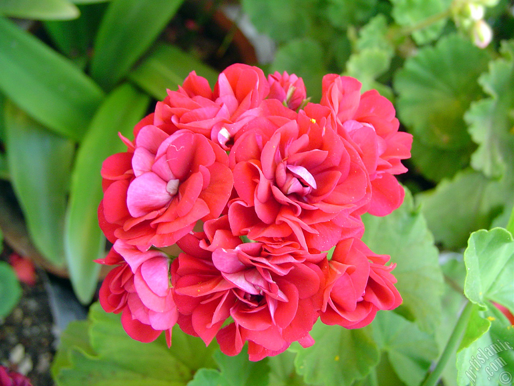 Red color Pelargonia -Geranium- flower.
