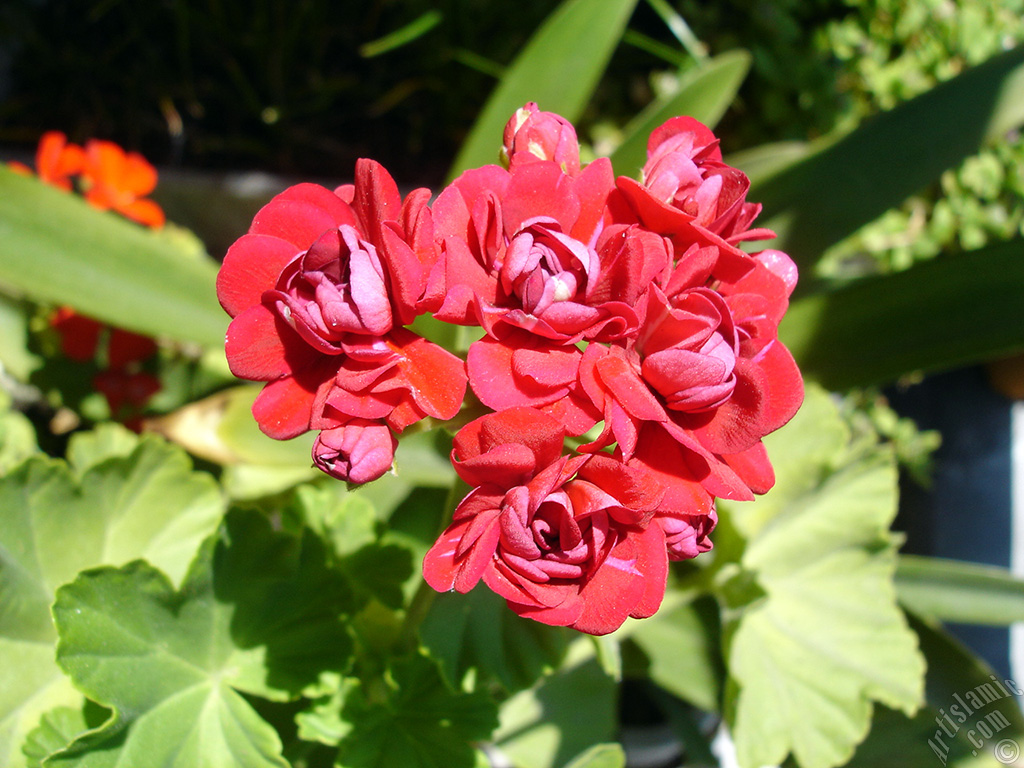 Red color Pelargonia -Geranium- flower.
