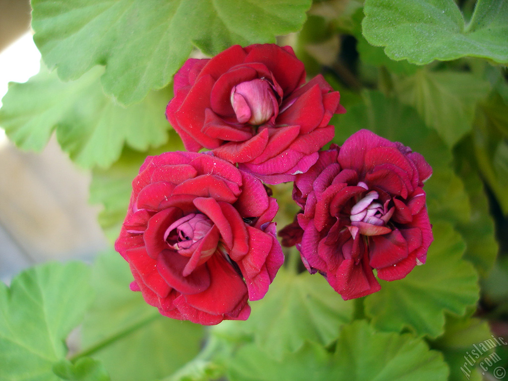 Red color Pelargonia -Geranium- flower.
