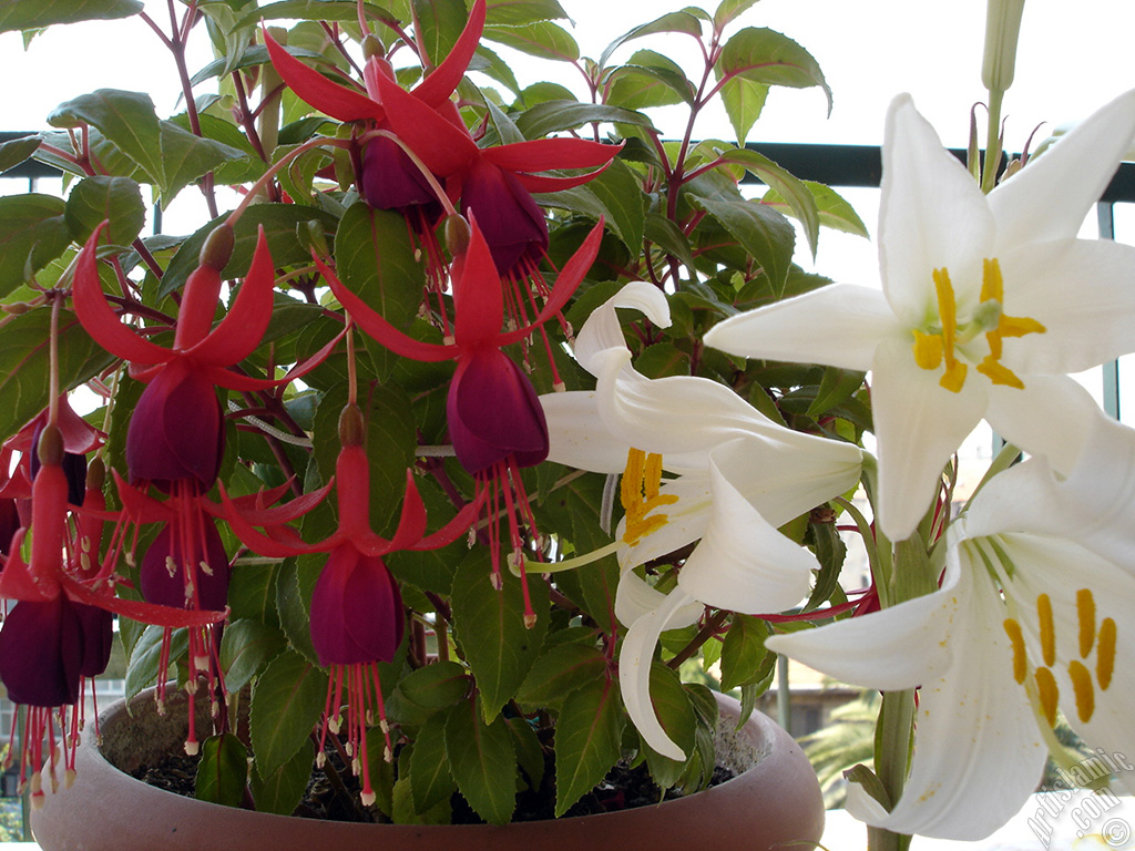 Red and purple color Fuchsia Hybrid flower.
