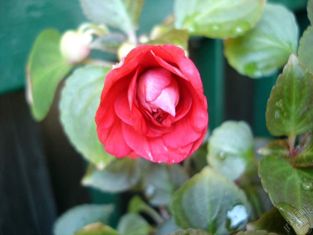 Red color Begonia Elatior flower.
