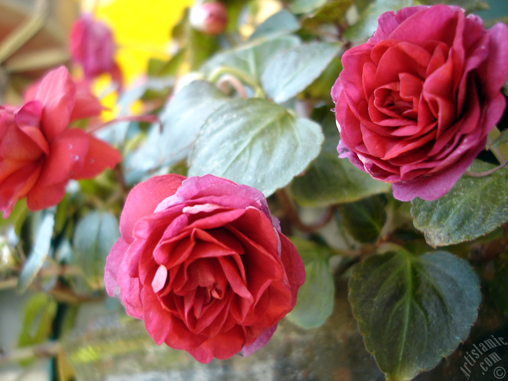 Red color Begonia Elatior flower.
