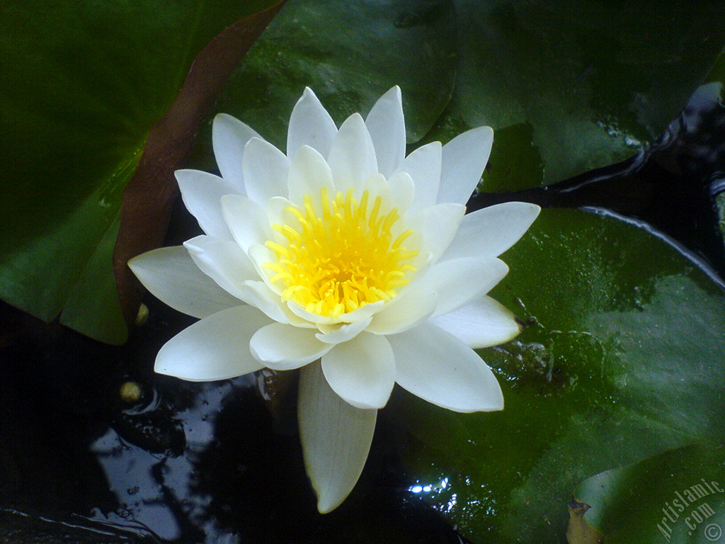 Water Lily flower.
