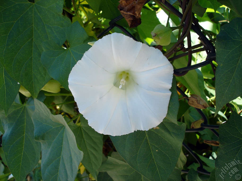 White Morning Glory flower.
