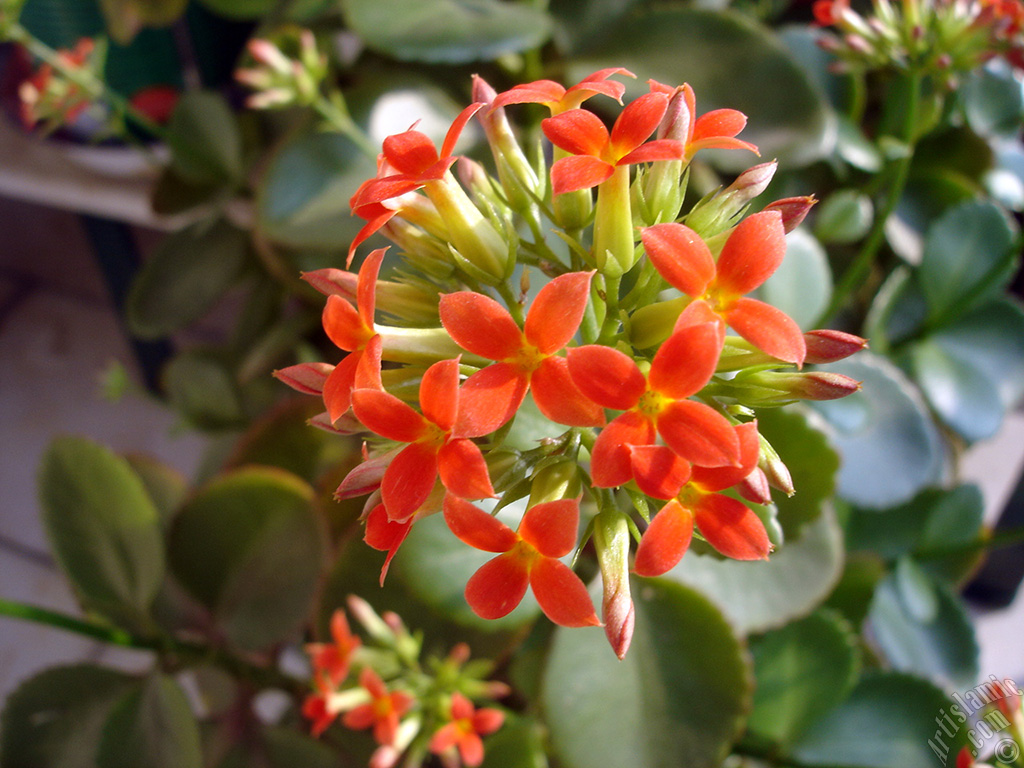 Kalanchoe plant`s flower.
