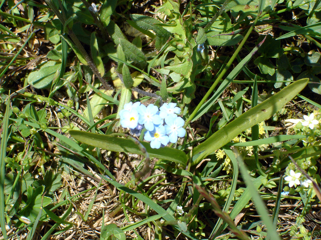 Verbena -Common Vervain- flower.
