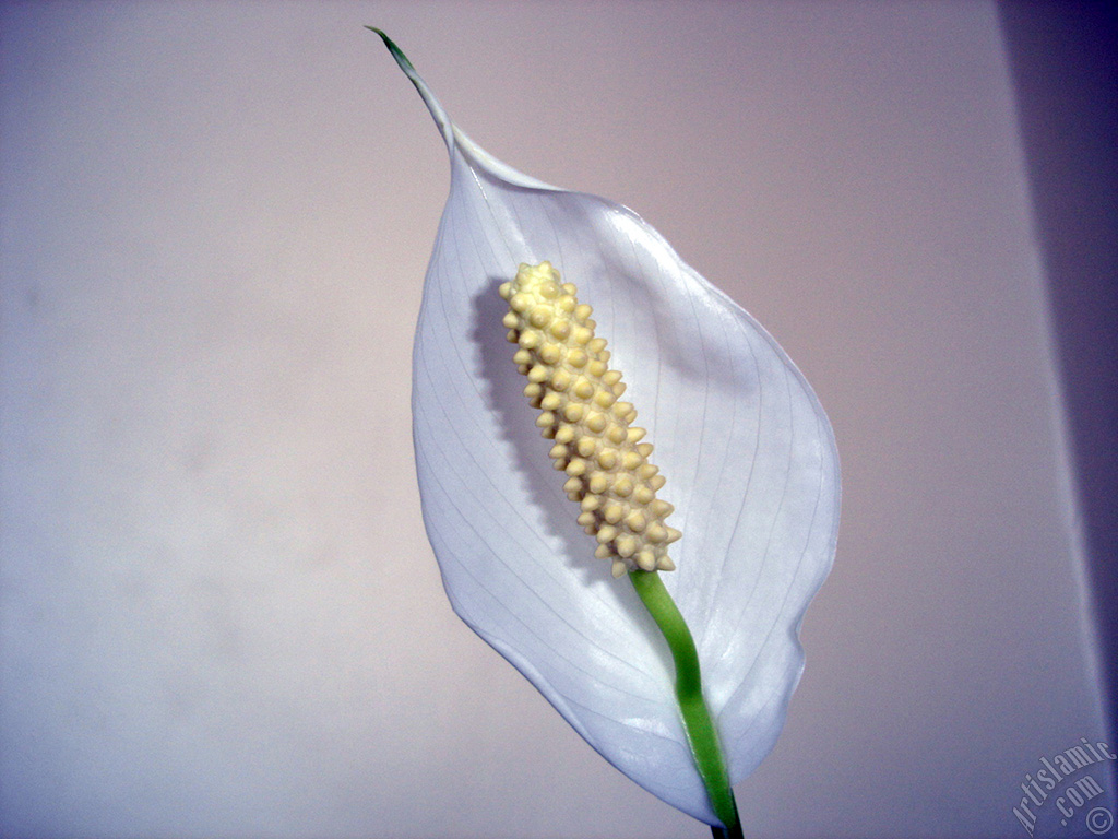 White color Peace Lily -Spath- flower.
