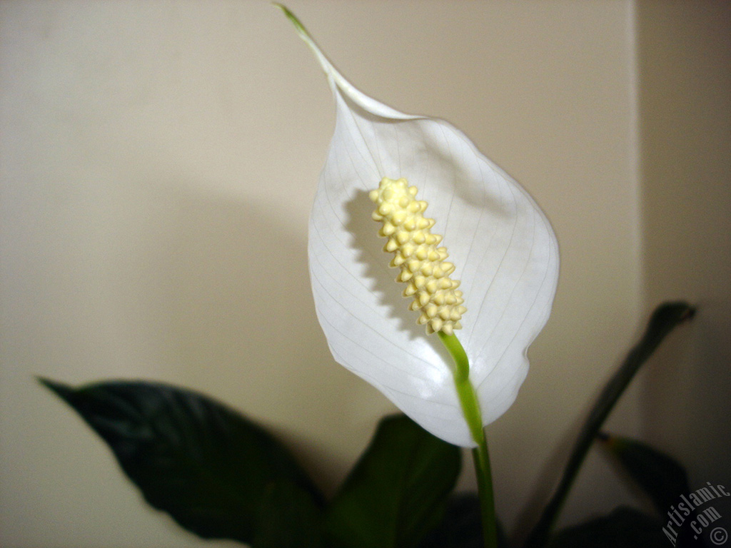 White color Peace Lily -Spath- flower.
