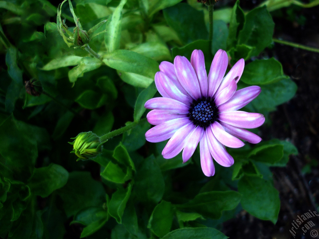 Pink color Trailing African Daisy -Freeway Daisy, Blue Eyed Daisy- flower.
