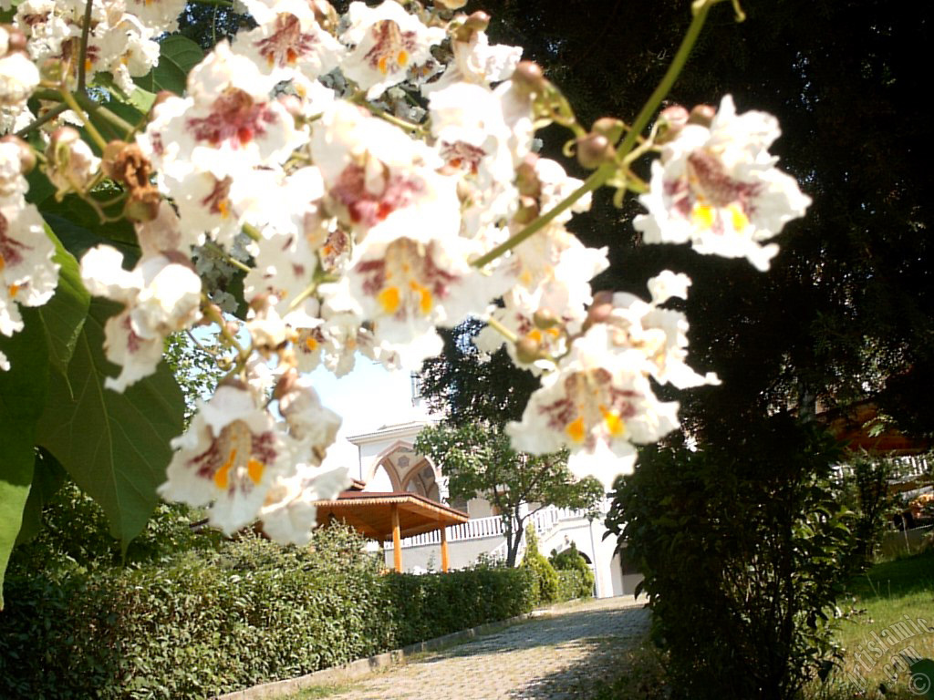 Southern Catalpa -Indian Bean Tree- flower.
