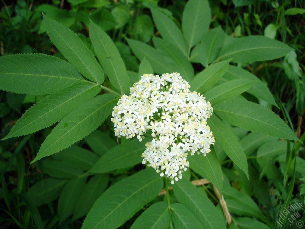 A plant with tiny white flowers.
