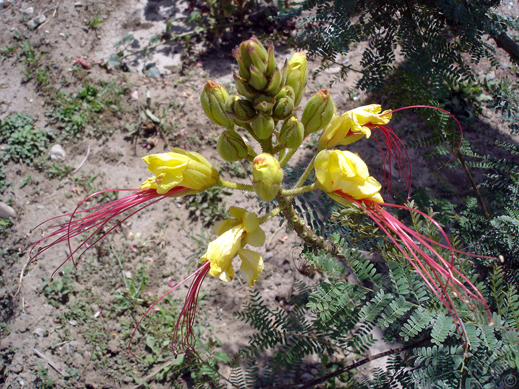 Yellow Bird of Paradise plant.
