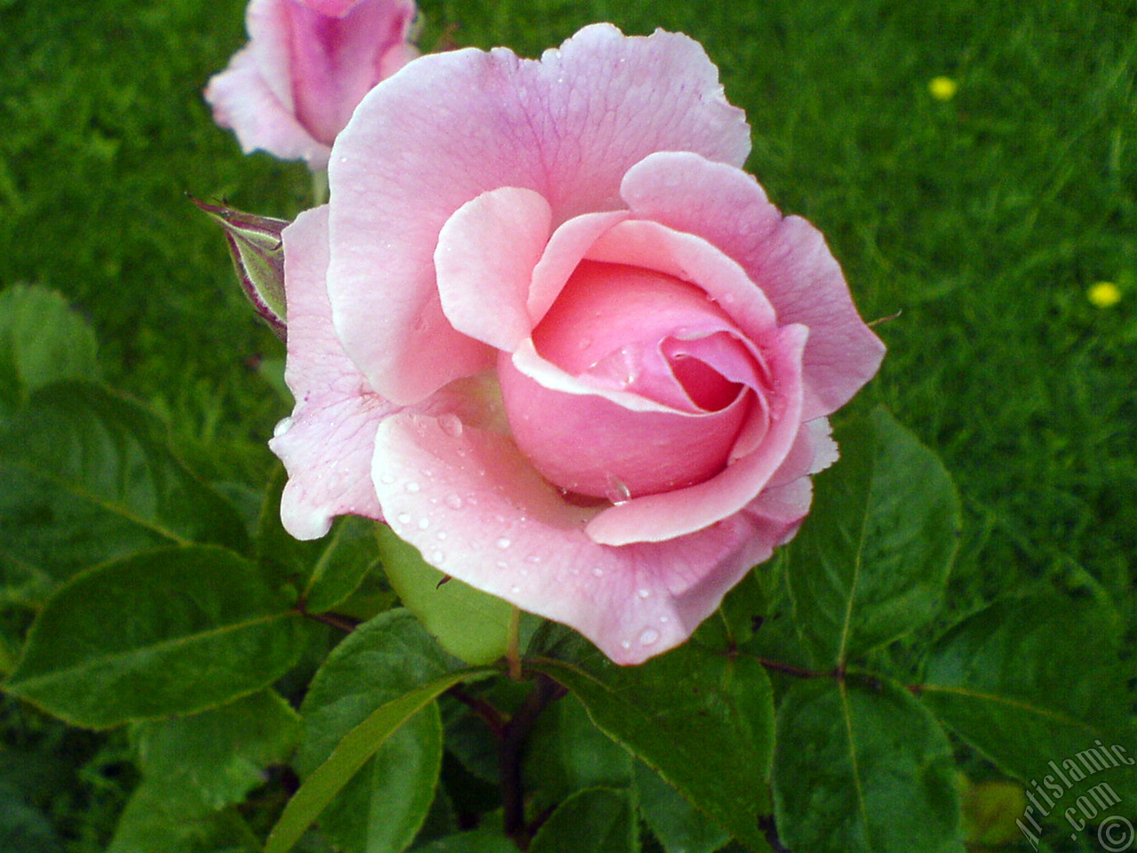 Pink rose photo.
