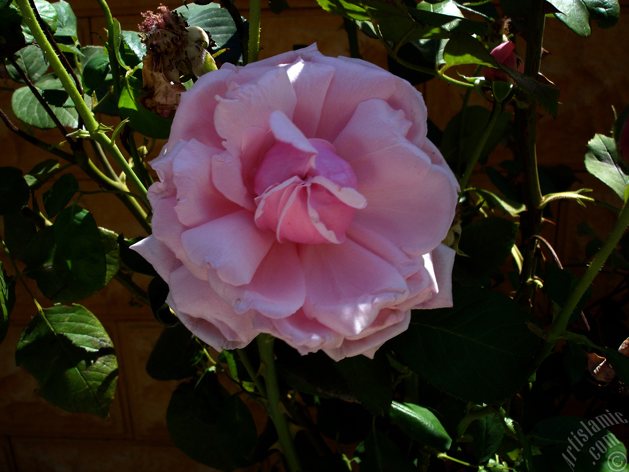 Pink rose photo.
