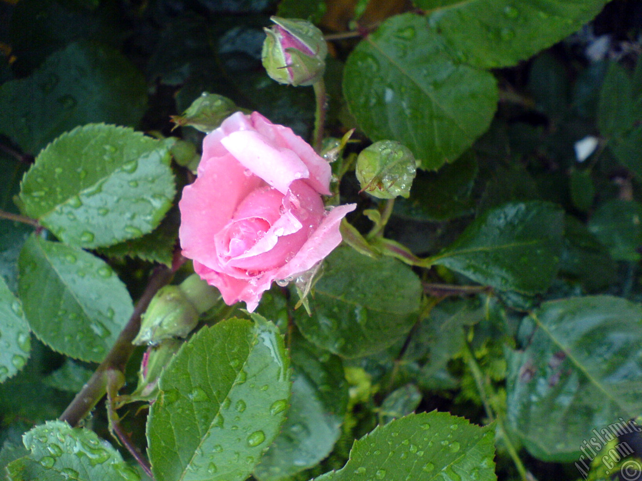 Pink rose photo.
