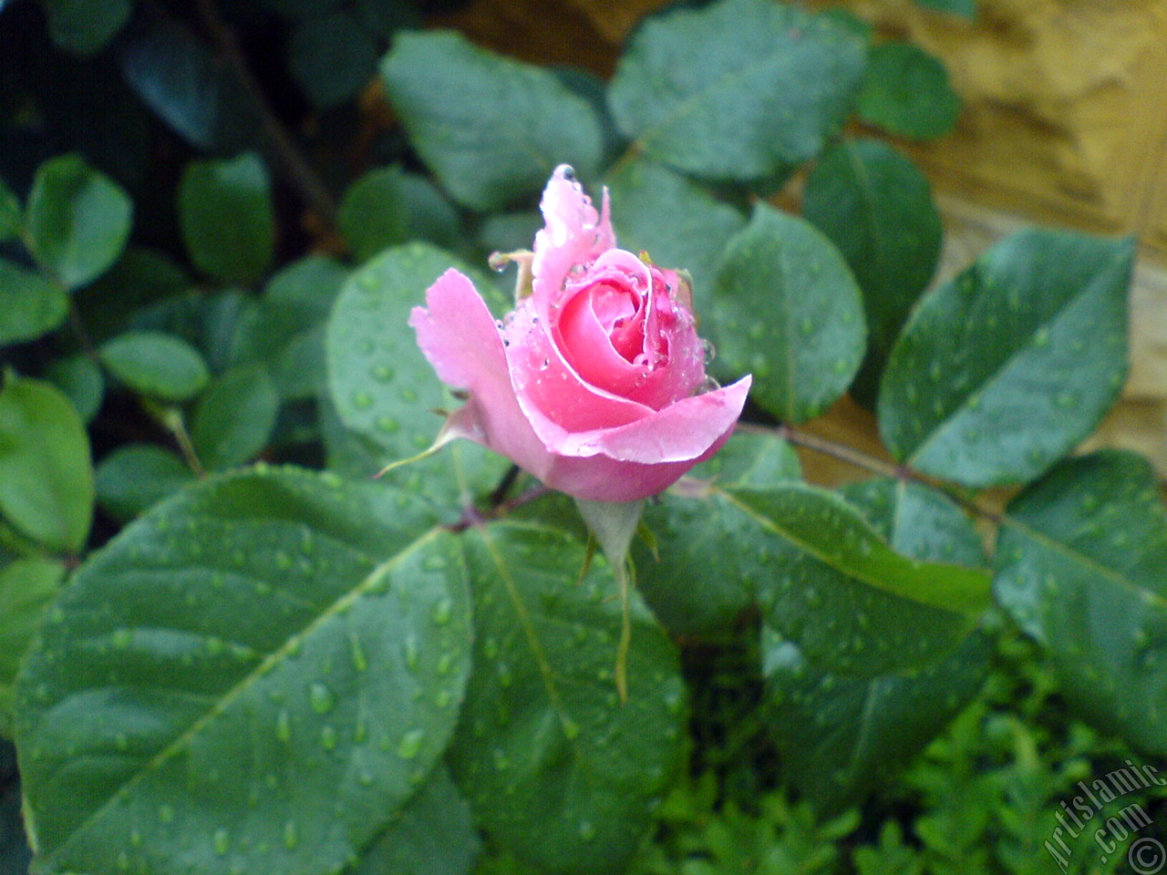 Pink rose photo.
