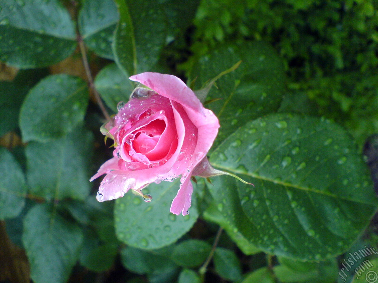 Pink rose photo.
