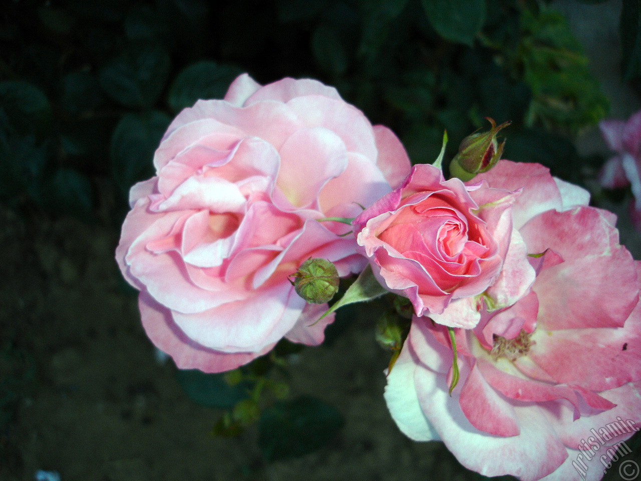 Pink rose photo.
