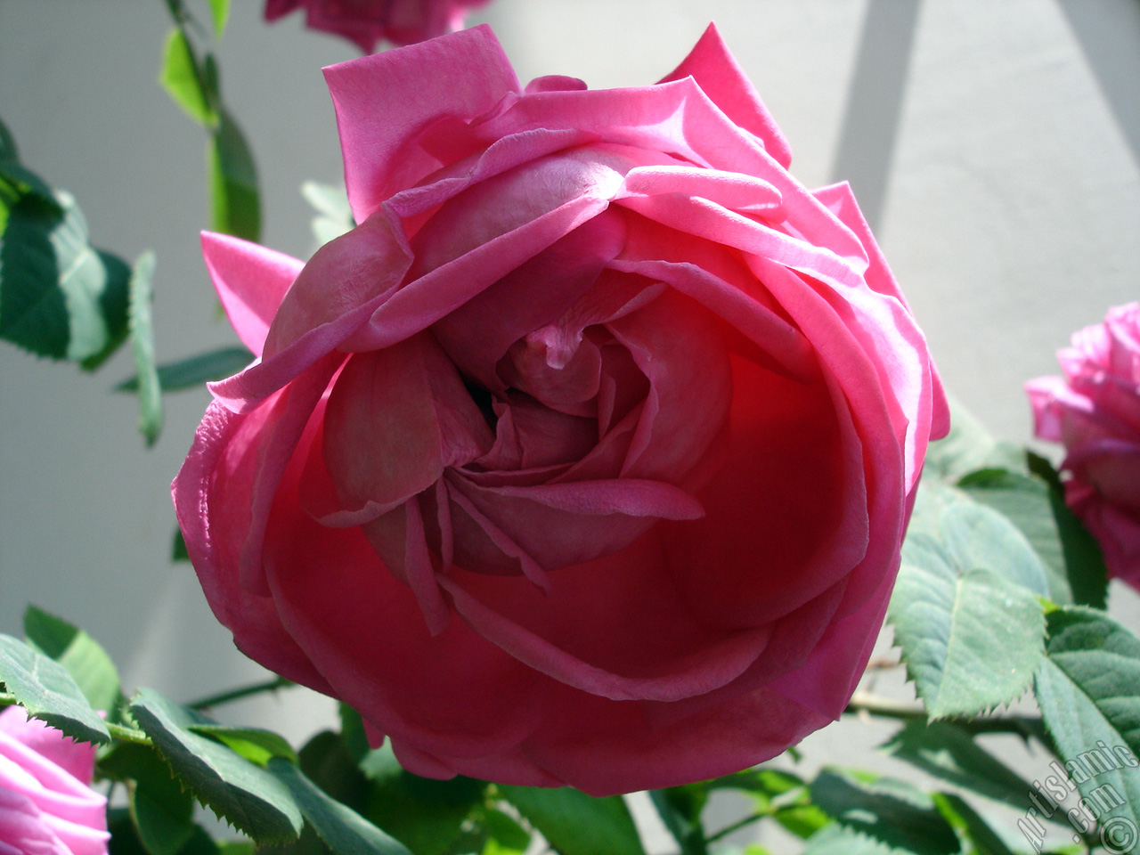 Pink rose photo.
