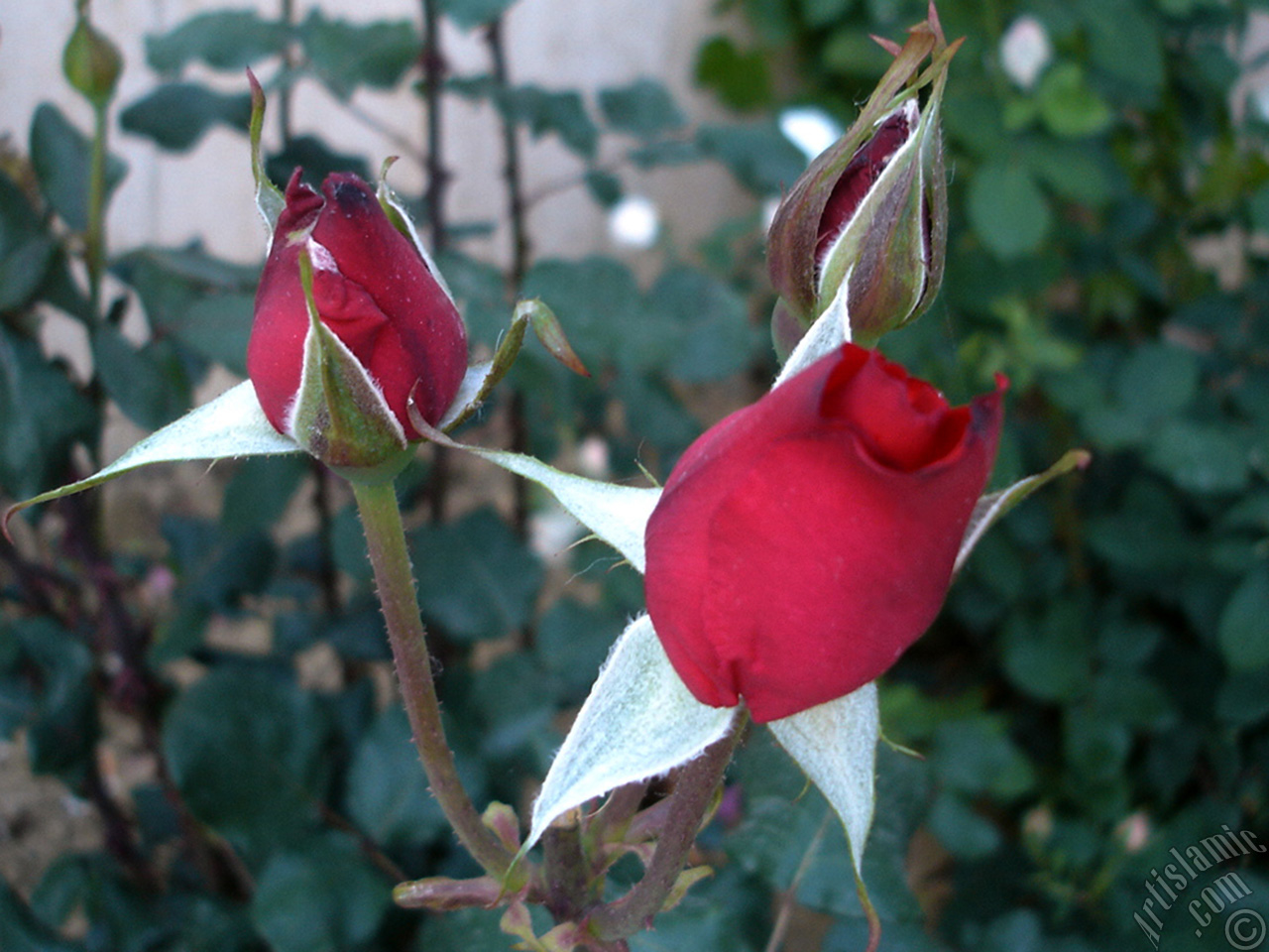 Red rose photo.
