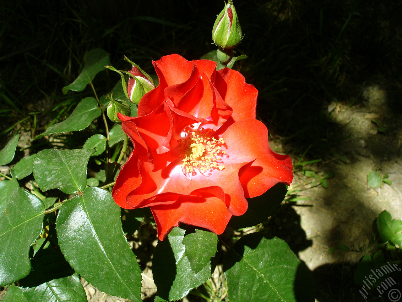 Red rose photo.
