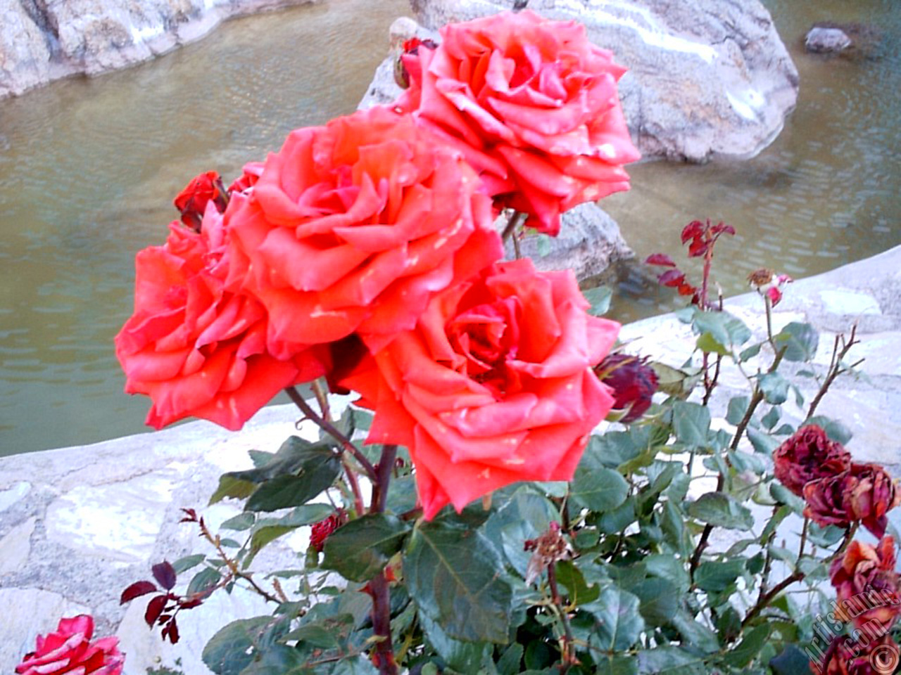 Red rose photo.
