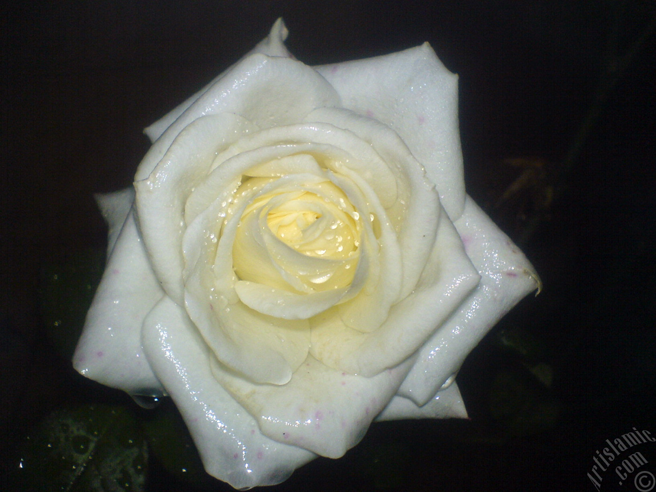 White rose photo.
