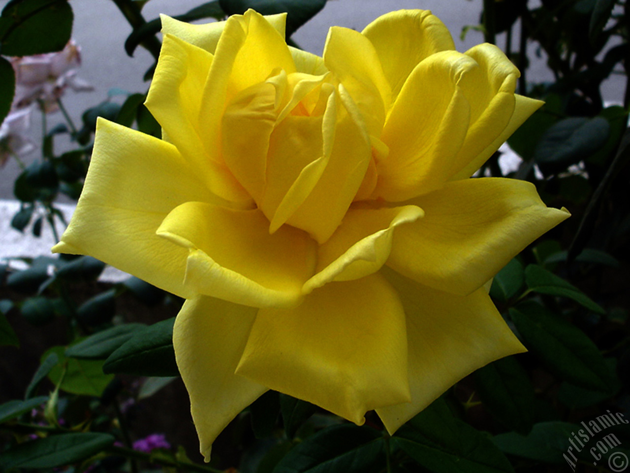 Yellow rose photo.
