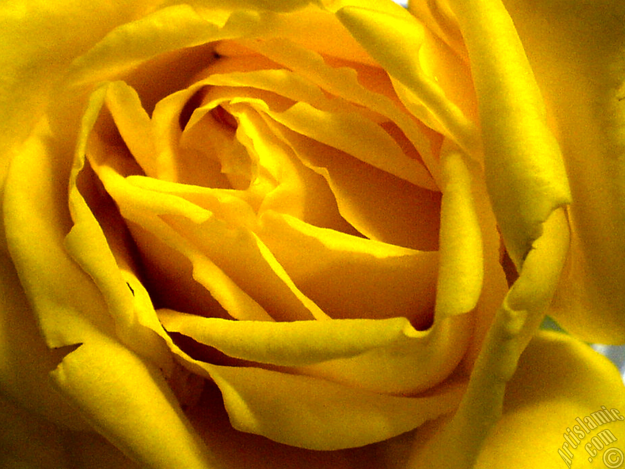 Yellow rose photo.
