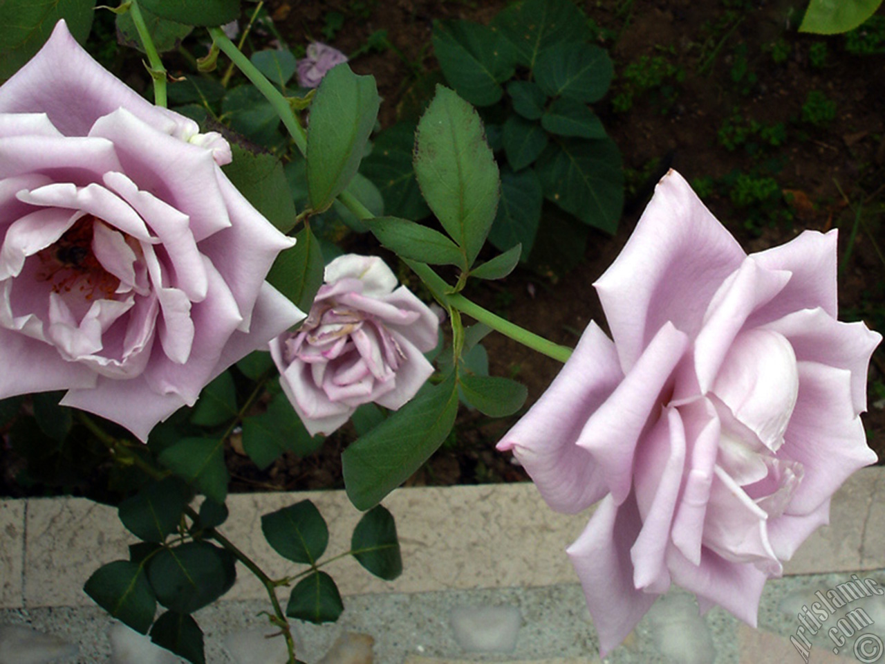 Lilac-color (lavender) rose photo.
