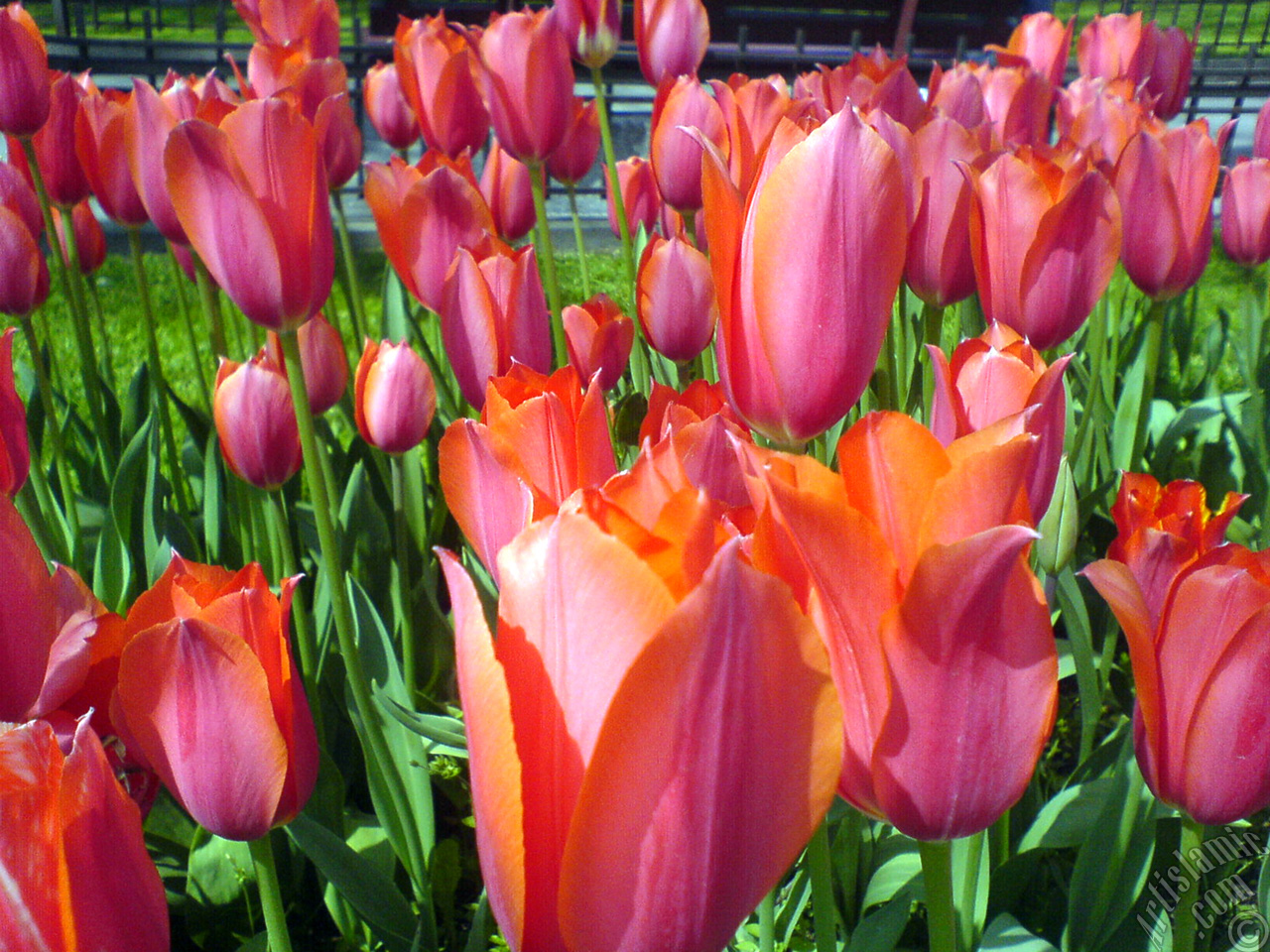 Red Turkish-Ottoman Tulip photo.
