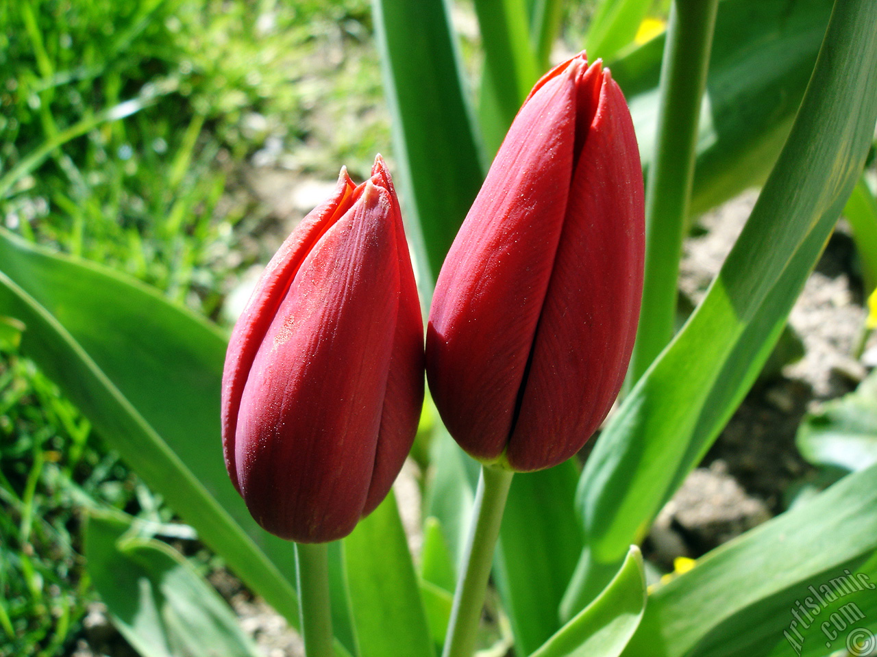 Red Turkish-Ottoman Tulip photo.
