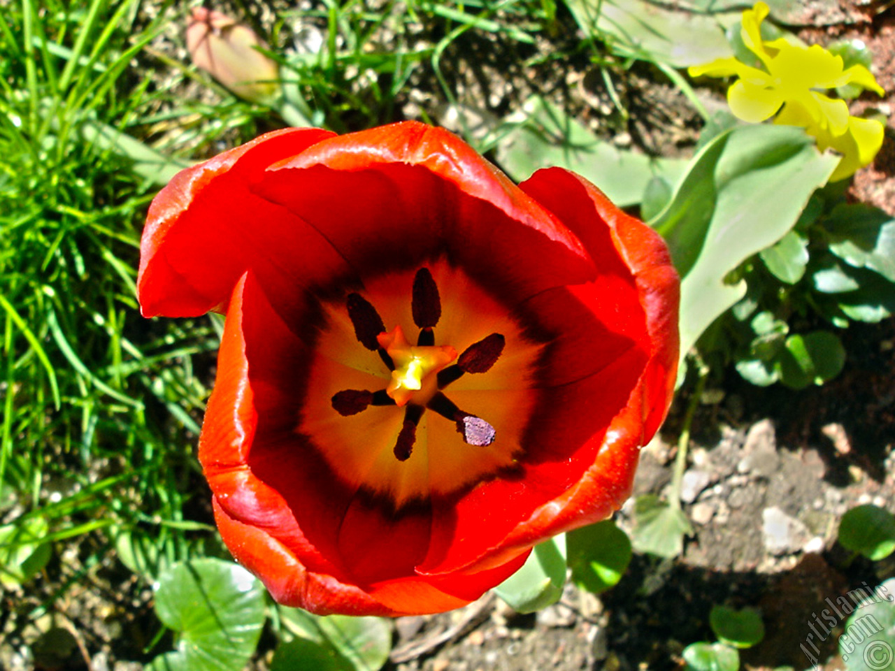 Red Turkish-Ottoman Tulip photo.
