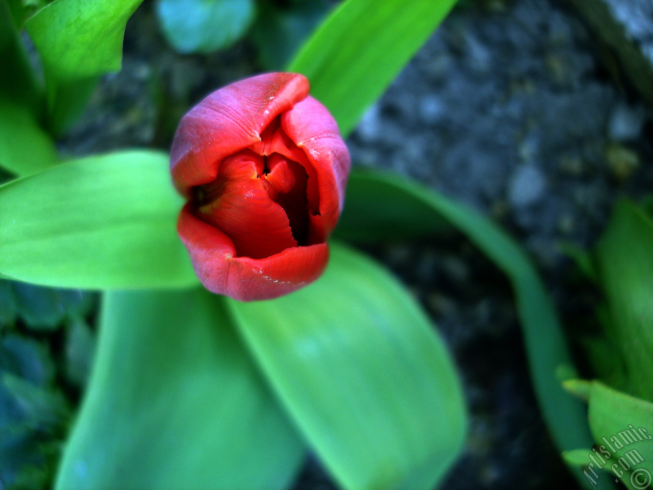 Red Turkish-Ottoman Tulip photo.
