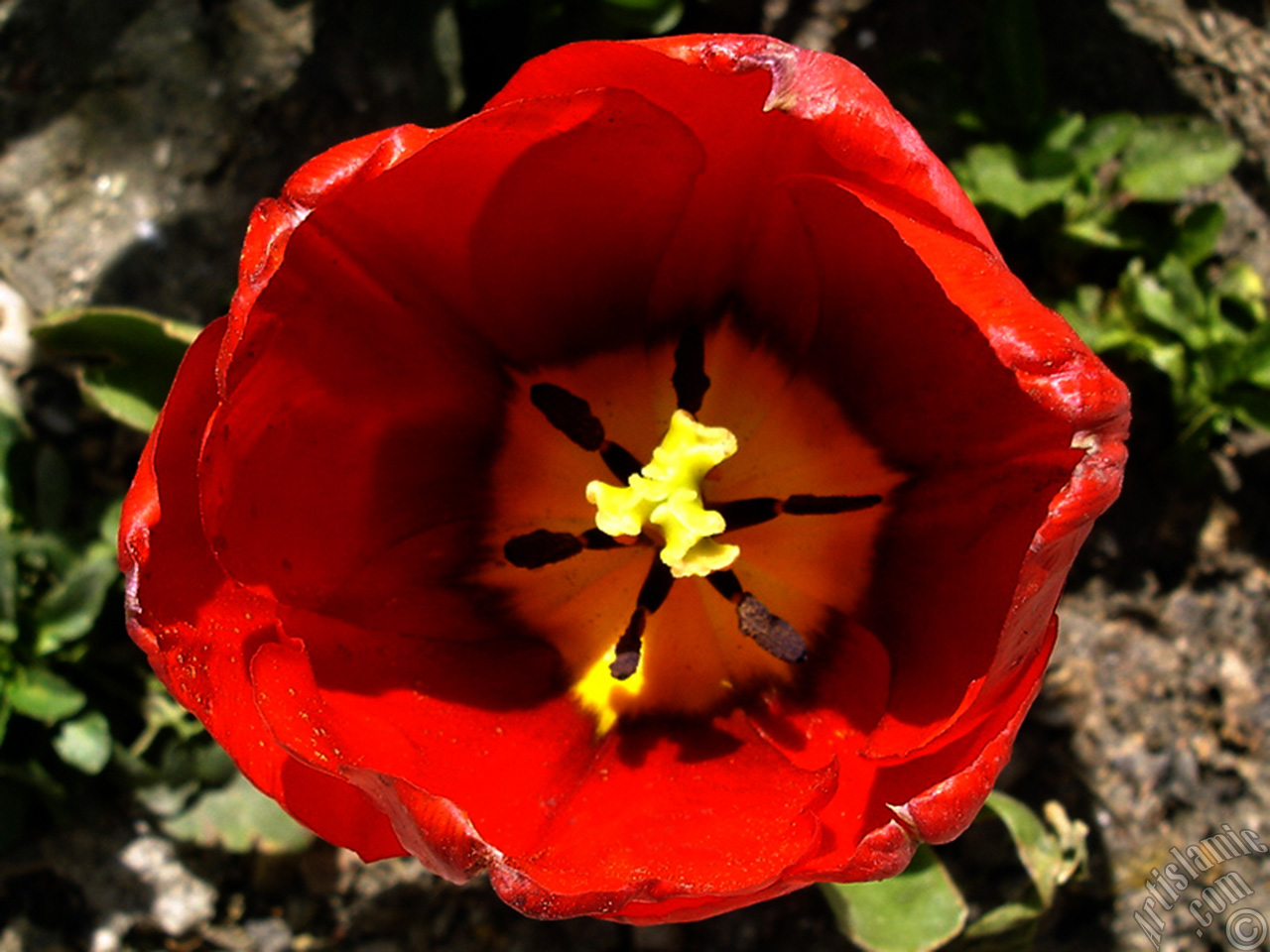 Red Turkish-Ottoman Tulip photo.
