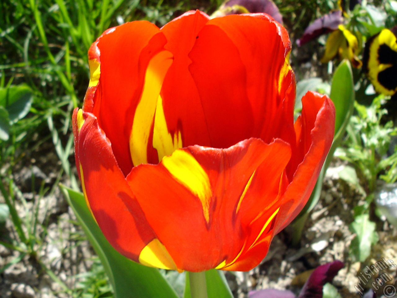 Red-yellow color Turkish-Ottoman Tulip photo.
