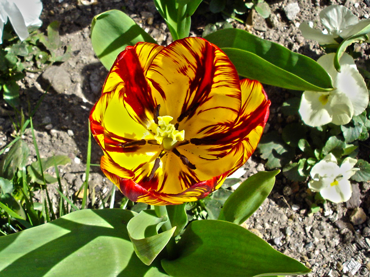 Red-yellow color Turkish-Ottoman Tulip photo.
